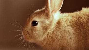 Un lapin