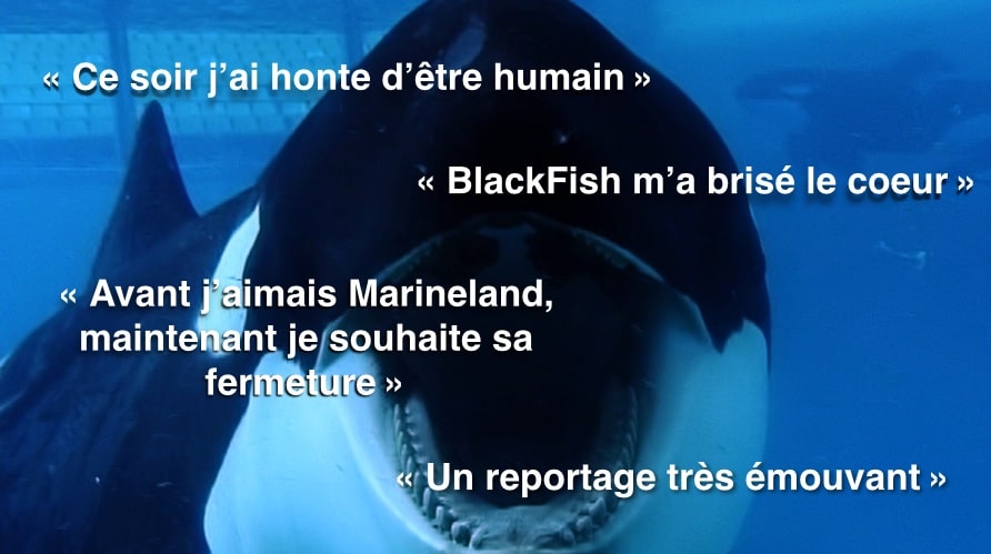 blackfish