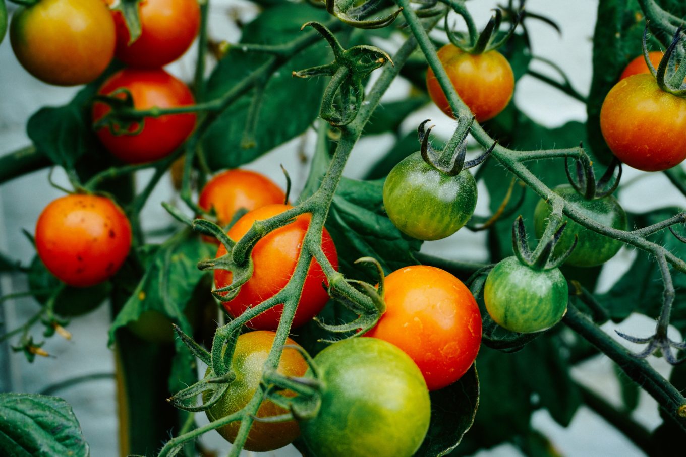 Arrosage Plant De Tomate Cerise Maison & Jardin